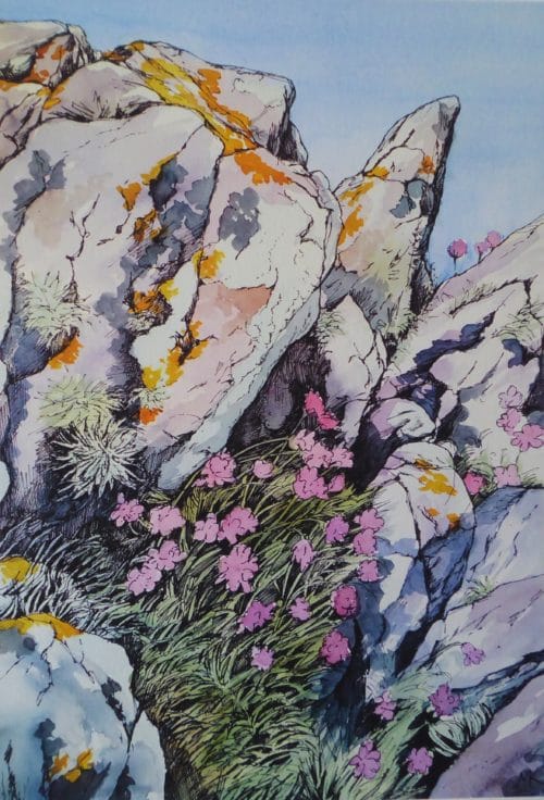Thrift on the rocks